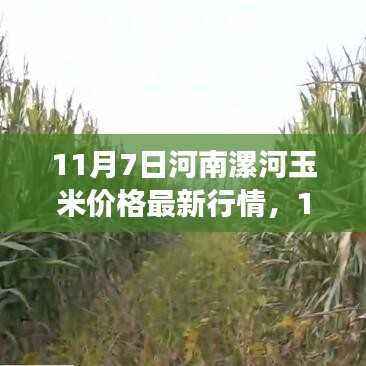 河南漯河玉米最新行情与励志成长之旅,自信与成就感的收获之路