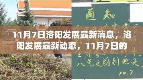 11月7日洛阳发展动态,机遇与挑战的最新消息