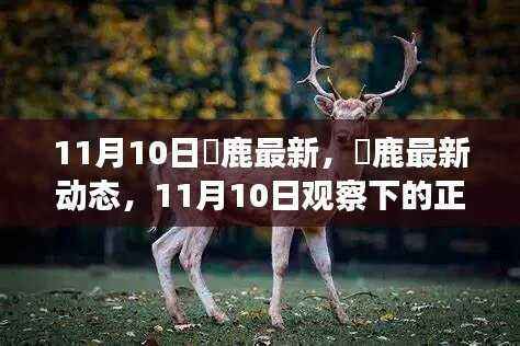 11月10日黇鹿最新动态观察,正反观点与个人立场剖析