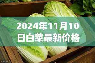 2024年11月10日白菜最新价格全面评测，品质、竞争及用户洞察