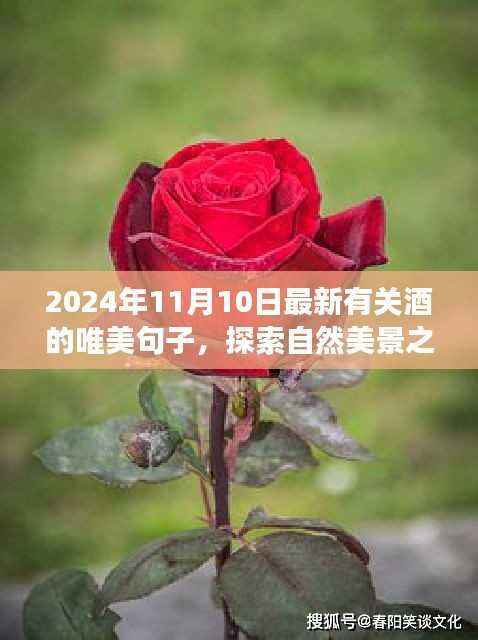 酒与自然的交响乐章,探索美景之旅的奇妙冒险(2024年1月)