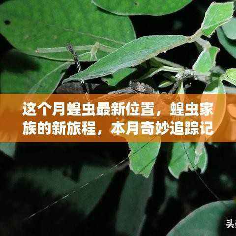 本月蝗虫家族新旅程揭秘,最新位置与奇妙追踪记
