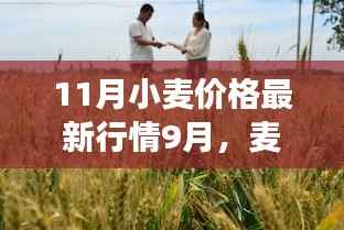 最新小麦行情,麦浪飘香下的温馨故事