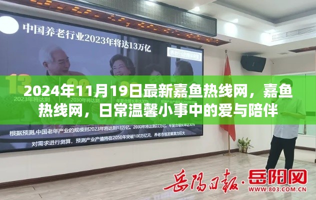 嘉鱼热线网,日常小事中的爱与陪伴时光纪实(2024年11月19日)