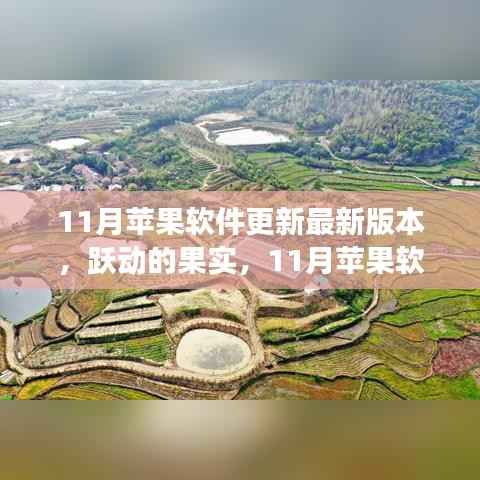 跃动的果实,11月苹果软件更新背后的励志故事与自信成就之源