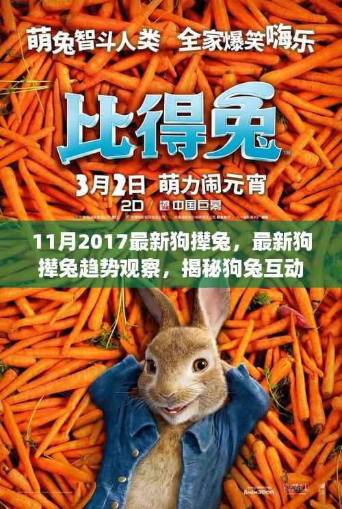 揭秘狗撵兔新趋势,三大要点观察狗兔互动新篇章(2017年11月最新)