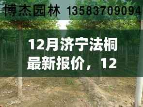 济宁法桐之旅,探寻最新报价,寻找心灵的宁静时光