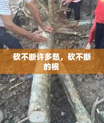 砍不断许多愁,砍不断的根