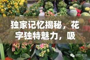 独家记忆揭秘,花字独特魅力,吸引眼球的标题!