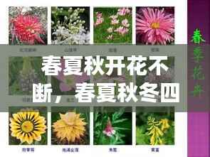 春夏秋开花不断,春夏秋冬四季开花