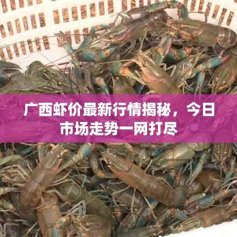 广西虾价最新行情揭秘,今日市场走势一网打尽