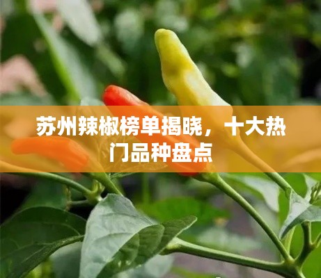 苏州辣椒榜单揭晓,十大热门品种盘点