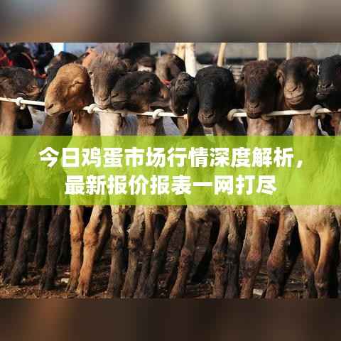 今日鸡蛋市场行情深度解析,最新报价报表一网打尽