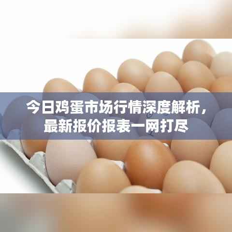 今日鸡蛋市场行情深度解析,最新报价报表一网打尽