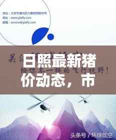 日照最新猪价动态,市场走势及影响因素深度解析