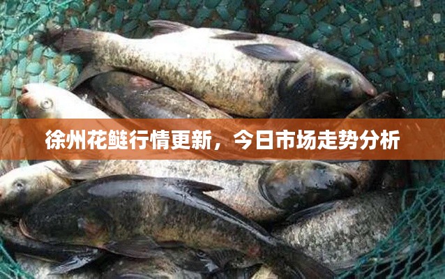 徐州花鲢行情更新,今日市场走势分析
