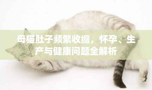 母猫肚子频繁收缩,怀孕、生产与健康问题全解析