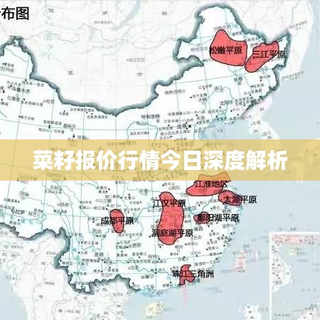 菜籽报价行情今日深度解析