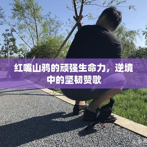 红嘴山鸦的顽强生命力,逆境中的坚韧赞歌